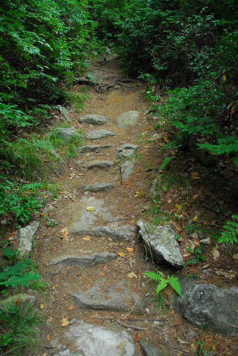 path, rocks, trail, trees, walkway, woods