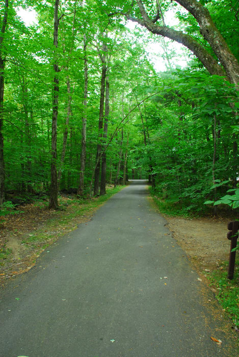 road, trees, woods
