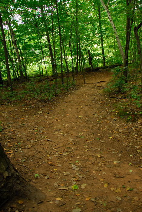 path, trail, trees, walkway, woods