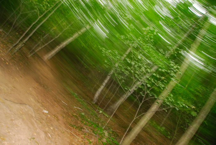 blurry, trees, woods