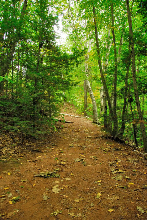 path, trail, trees, walkway, woods