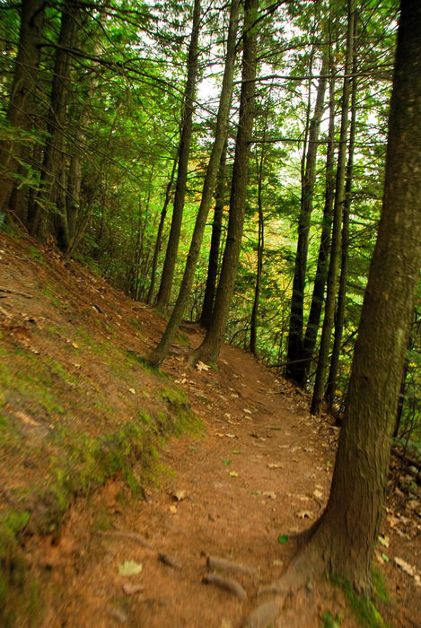 path, steep, trail, trees, walkway, woods