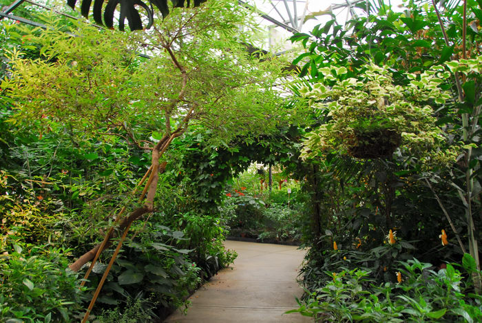 garden, leaves, path, plant, trail, walkway