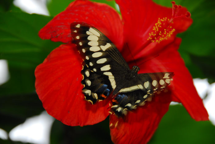 butterfly, feeding, flower, insect, plant