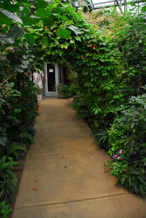 garden, leaves, path, plant, walkway