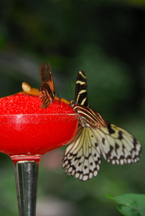 butterfly, feeding, insect