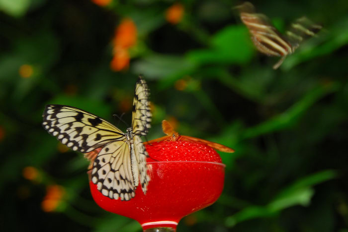 butterfly, feeding, insect, leaves, plant