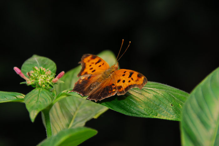 butterfly, insect, leaves, plant