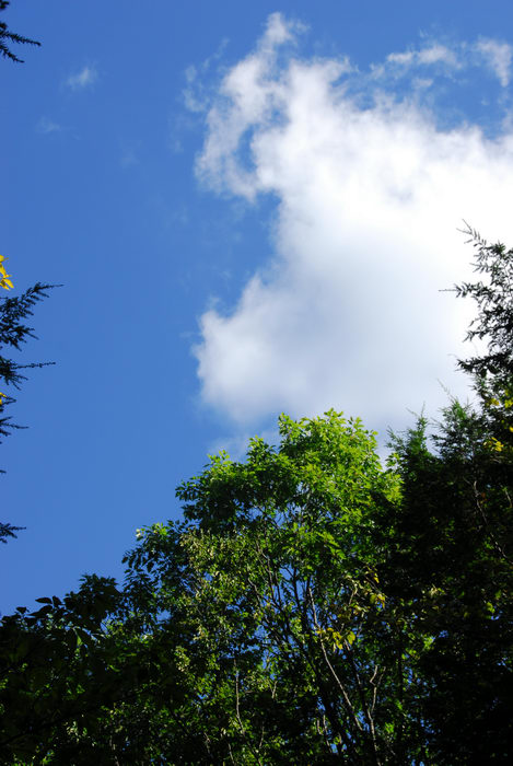 blue sky, clouds, trees