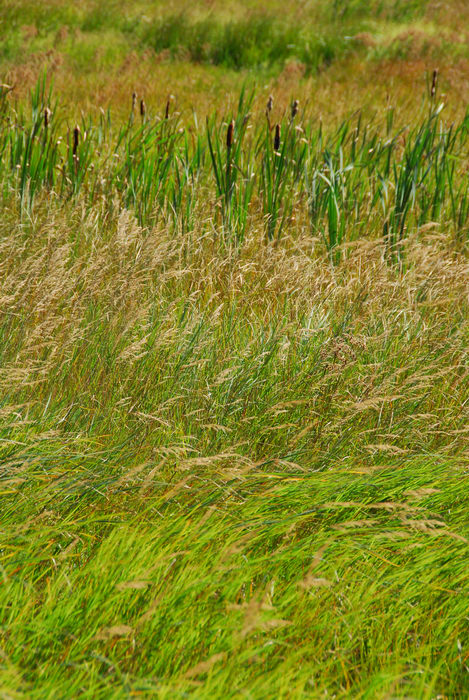 field, grass
