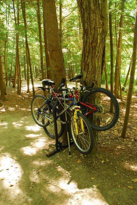 bikes, trees, woods