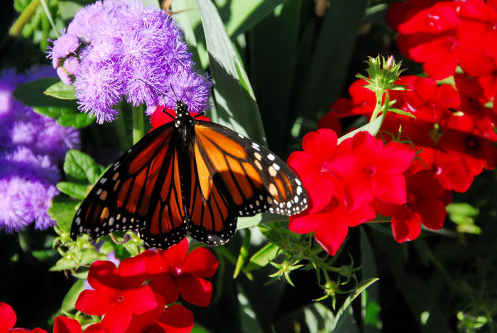 butterfly, flowers, garden, insect