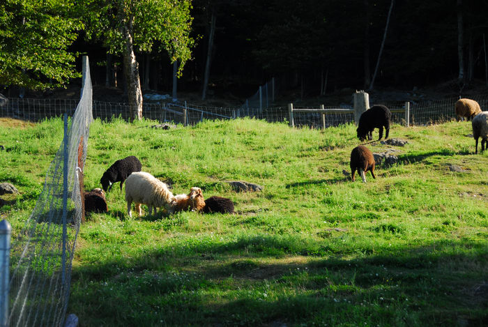 farm animals, fence, field, grass, sheep