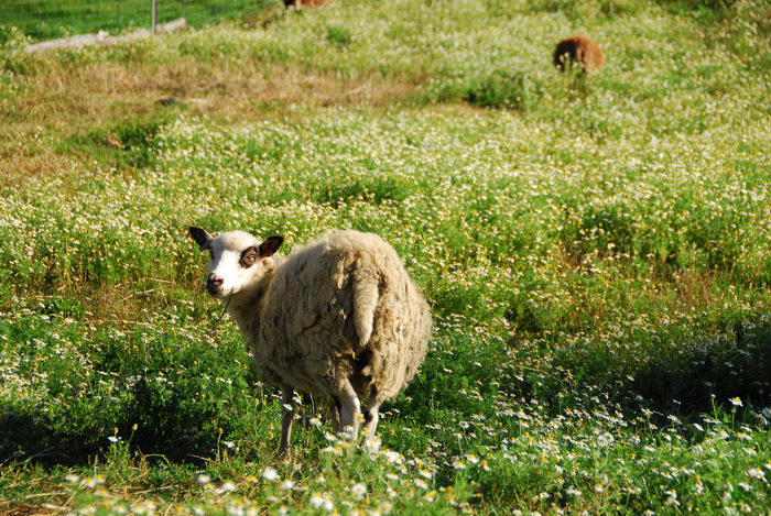 farm animals, field, grass, sheep