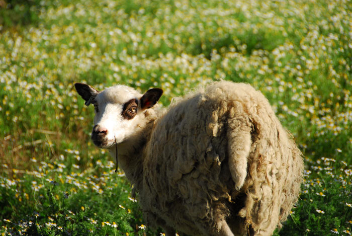 farm animals, field, grass, sheep