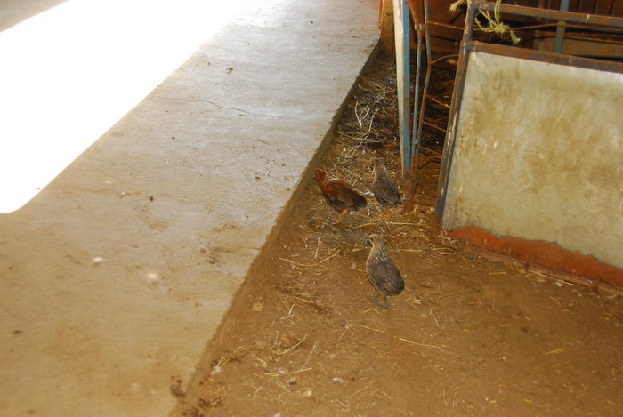 birds, cement floor, farm
