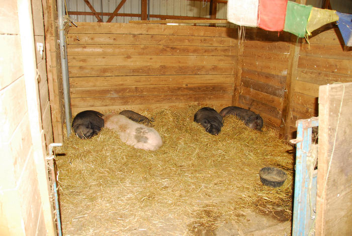 farm, hay, pig, stall