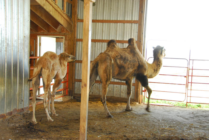 baby, barn, camel, farm