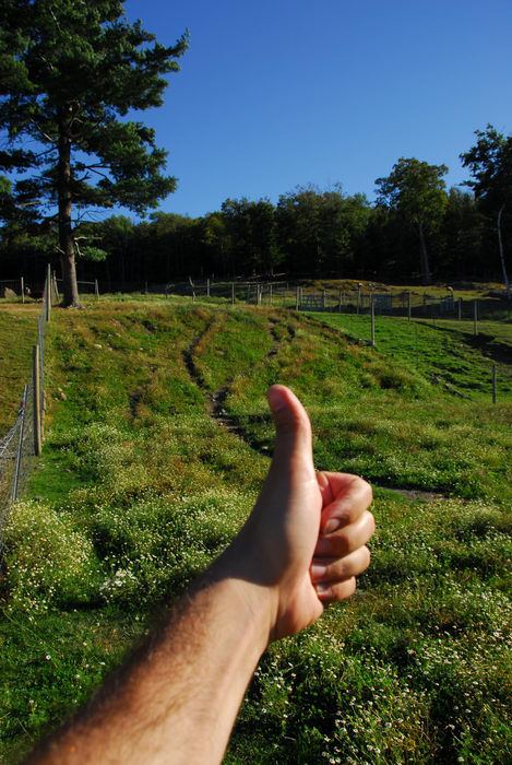 Thumbs across America, blue sky, grass, tree