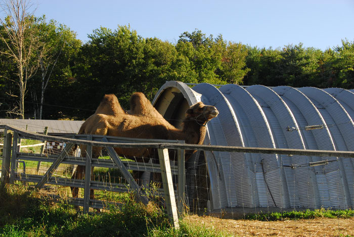 camel, farm, fence, hay, metal building