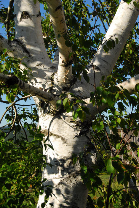 birch, tree