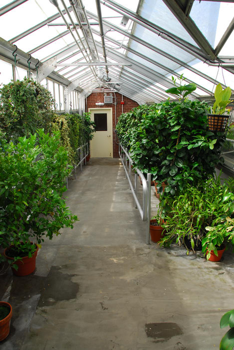 garden, greenhouse, plants