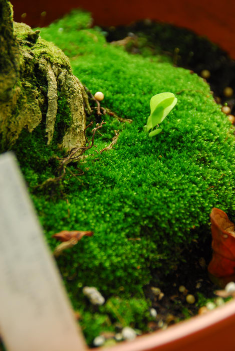 moss, potted plant