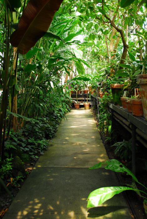 garden, greenhouse, plants, walkway