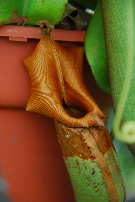 pitcher plant, pot