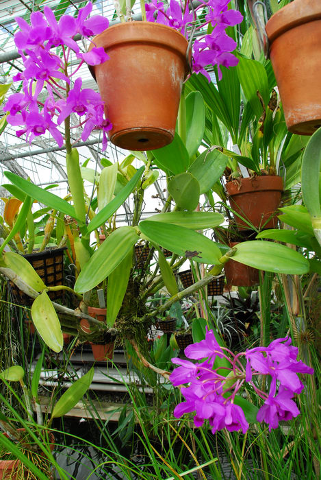 flowers, greenhouse, leaves, plants, pots