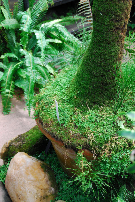 moss, plants, rock, tree trunk