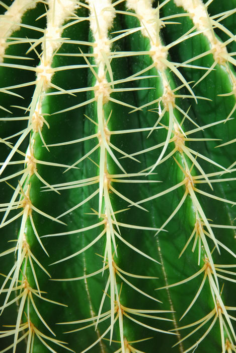 cacti, green, spike