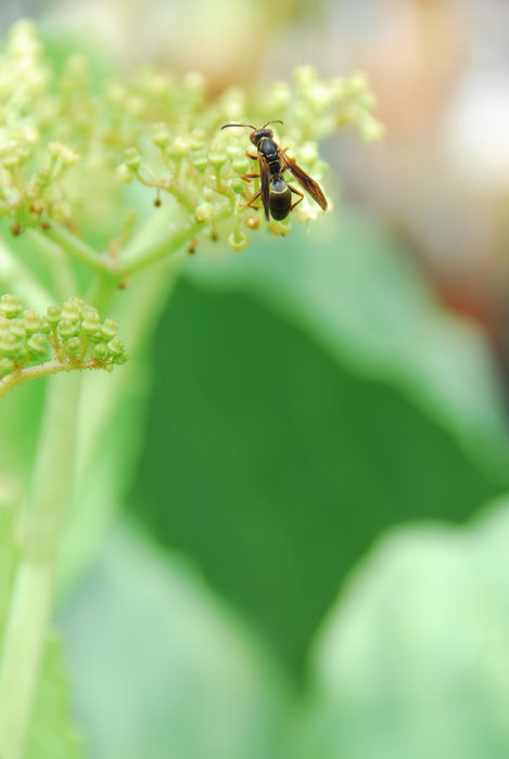 insect, plant, wasp