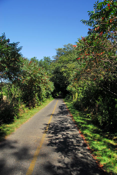 bike path, blue sky, grass, trees