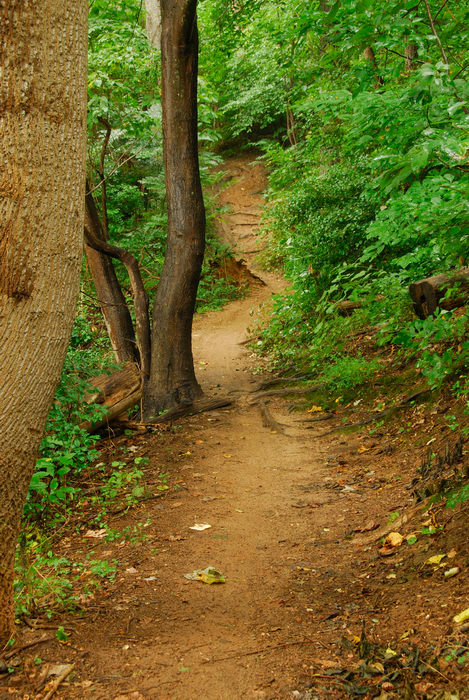 path, tail, trees, woods