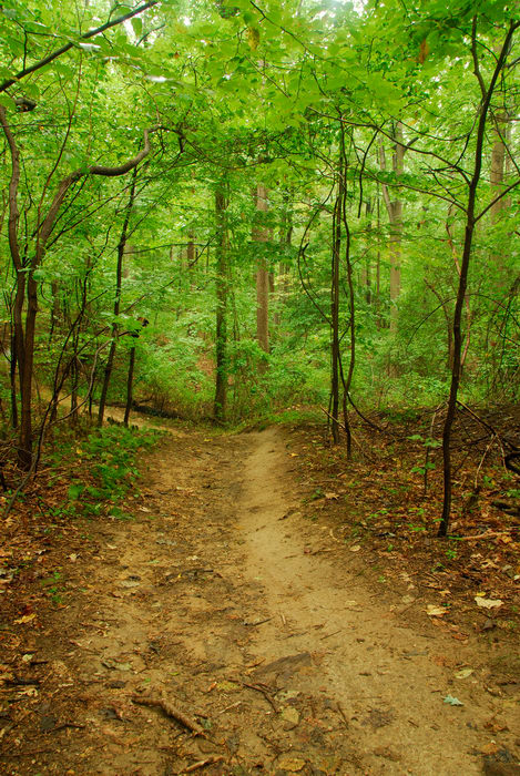 path, tail, trees, woods