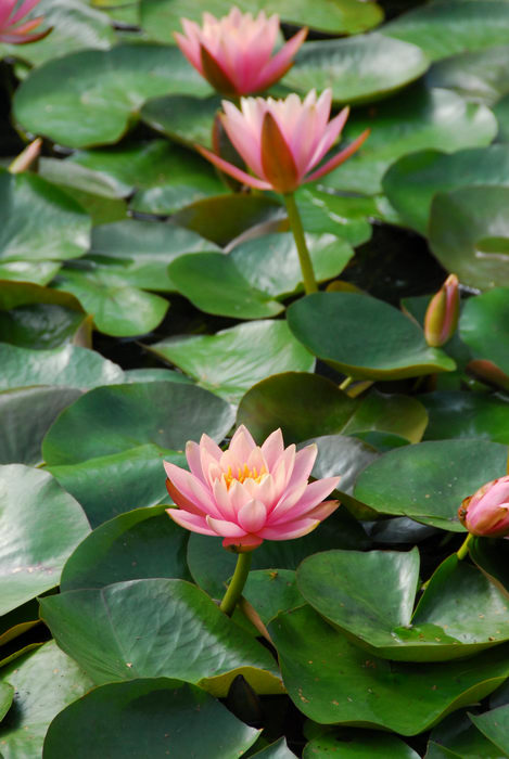 My Favorite Pictures, flower, lily pad