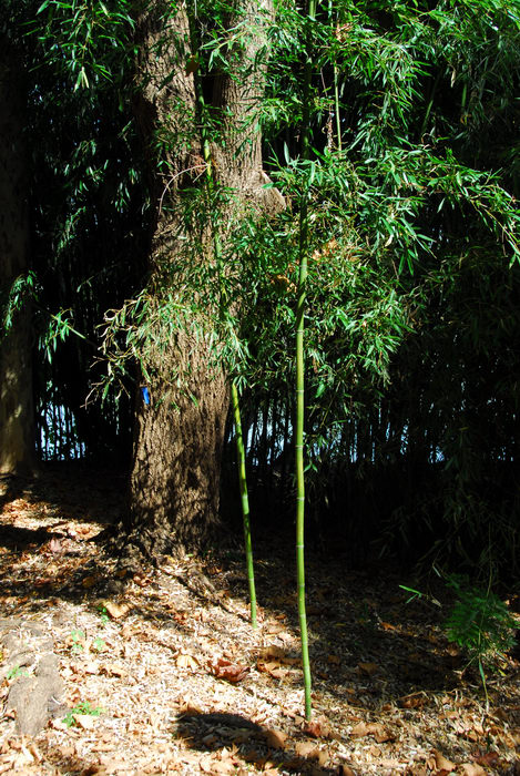 bamboo, trees