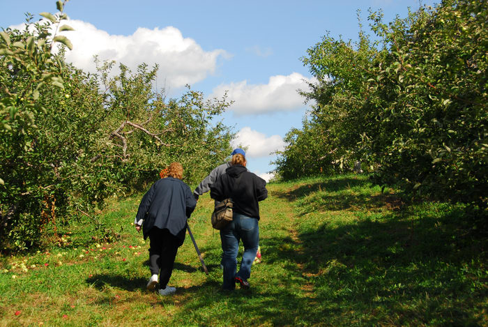 apple picking, apples, blue sky, grass, people, trees