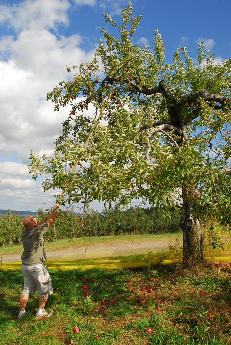 Jeff Conklin, apple picking, apples, blue sky, grass, trees