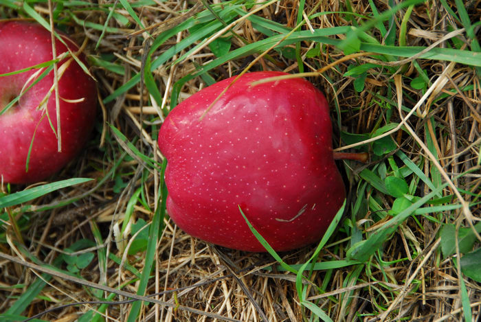 apples, grass