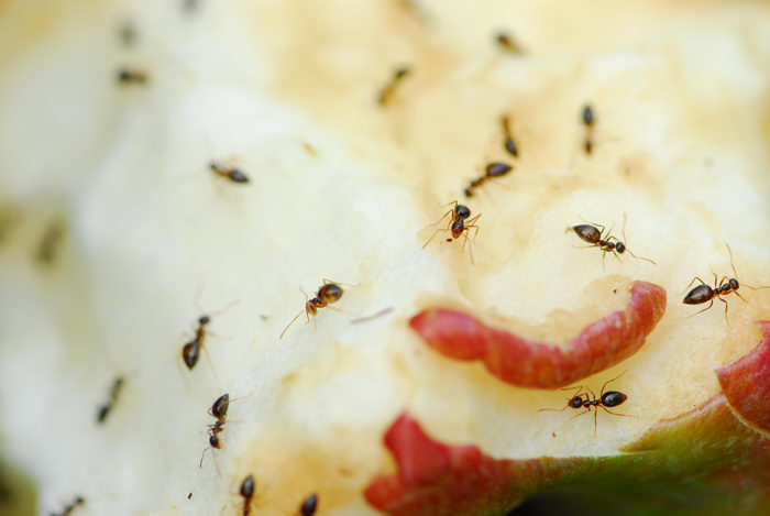 ants, apples, close up