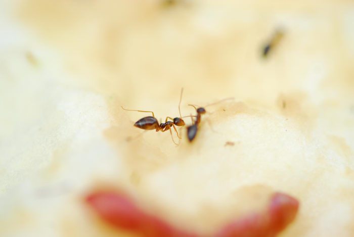ants, apples, close up