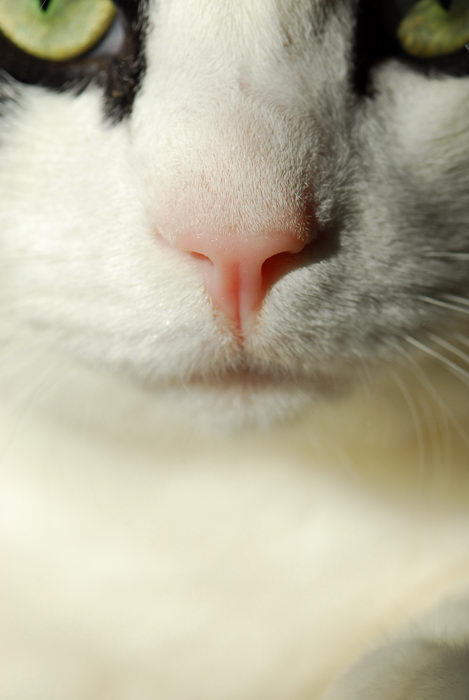 cat, close up