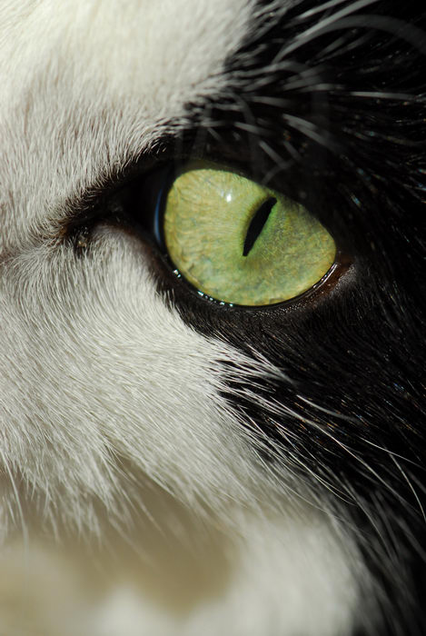 cat, close up, eye