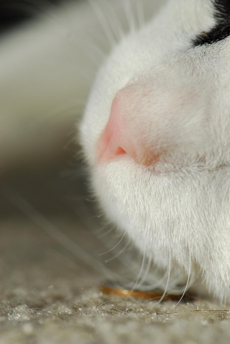 cat, close up, nose