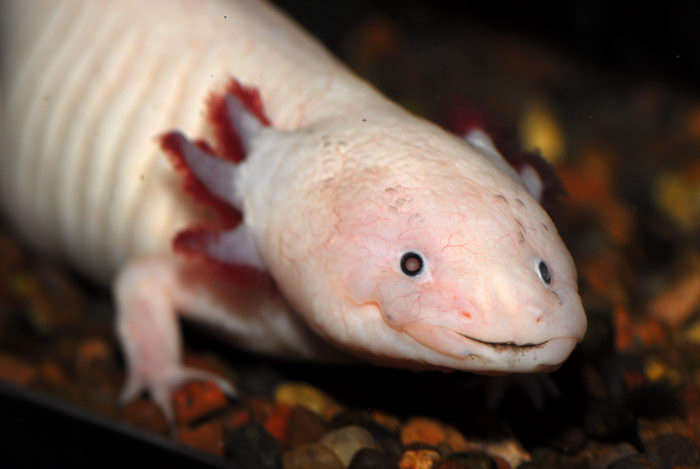 Axolotl, fishtank