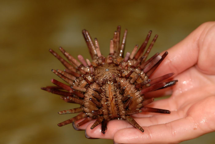 fish, fishtank, sea urchin
