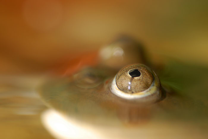 My Favorite Pictures, eyes, frog, water