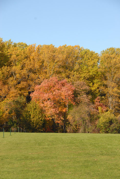 blue sky, fall colors, field, grass, open areas, trees